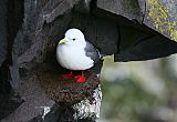 Red-legged Kittiwake